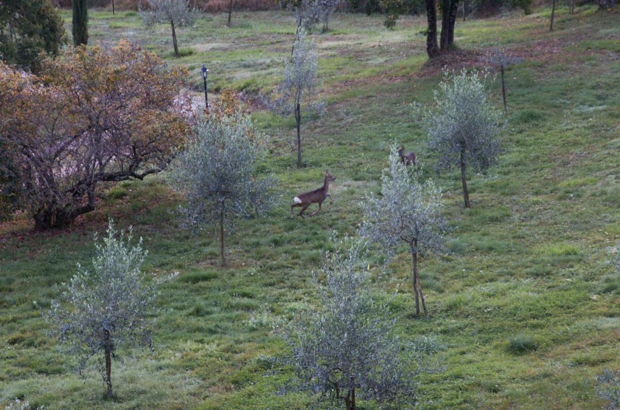Podere Piandicava Кастельнуово-ди-Валь-ди-Чечина Экстерьер фото